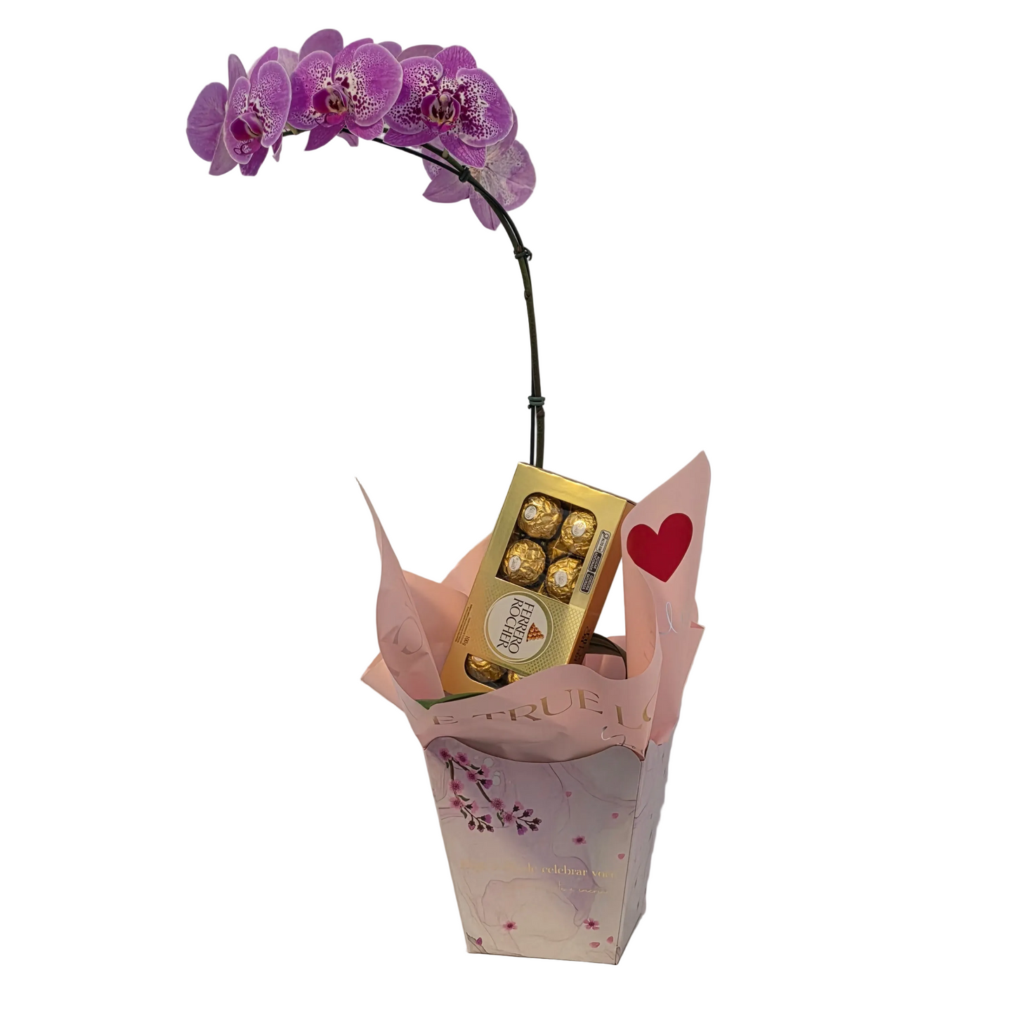 Orquídea Celebração com Bombons