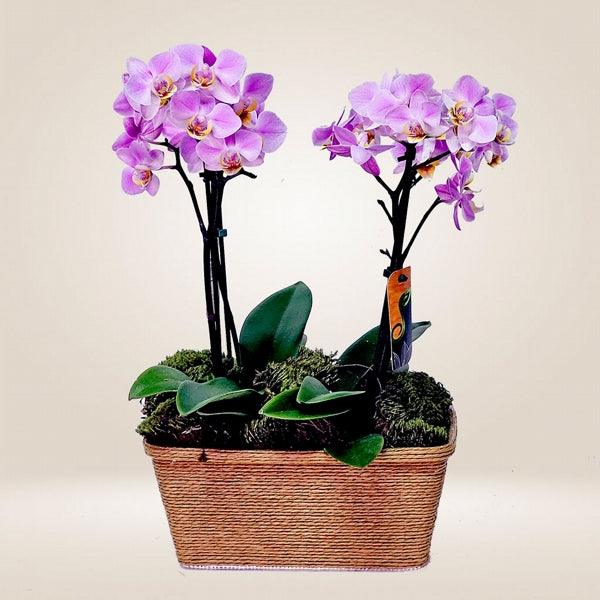 Orquidea Delicata Dupla - Cestas Company
