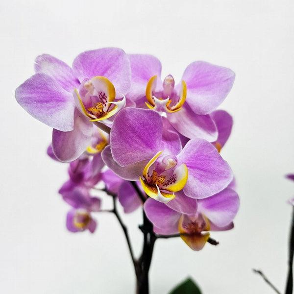 Orquidea Delicata Dupla - Cestas Company