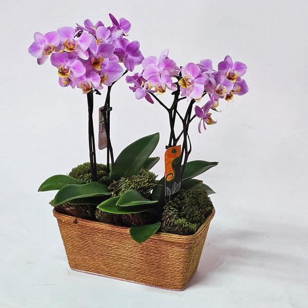 Orquidea Delicata Dupla - Cestas Company