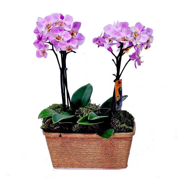 Orquidea Delicata Dupla - Cestas Company