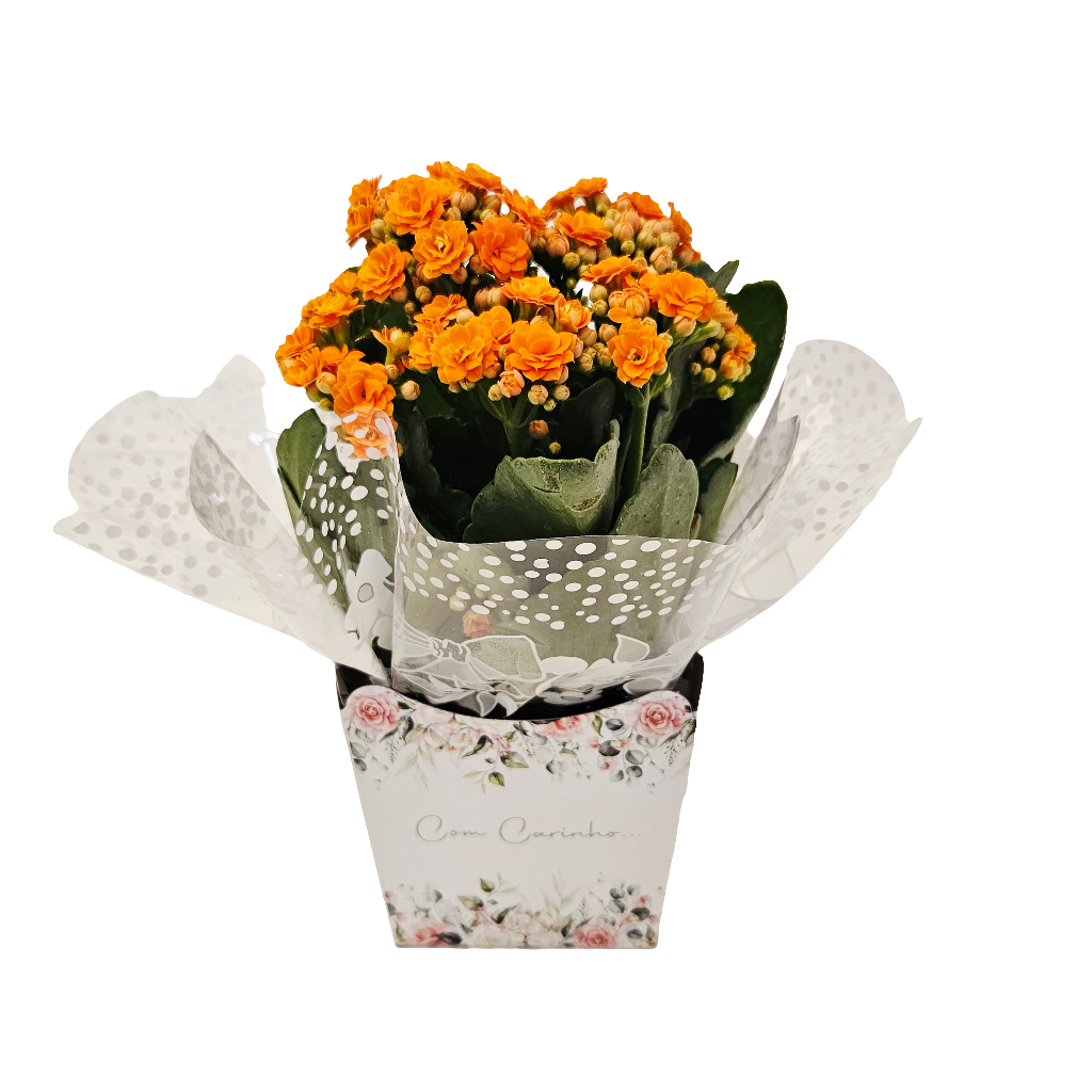 Vaso de Flor da Gortuna (Kalanchuê) Pote 11