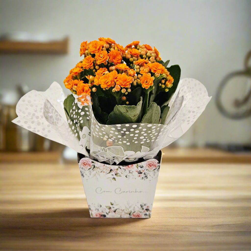 Vaso de Flor da Gortuna (Kalanchuê) Pote 11