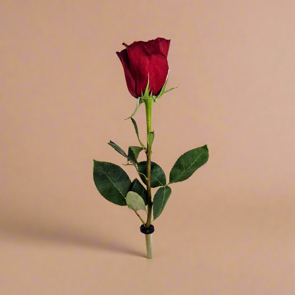 Oferta: Botão de Rosa embalado para presente