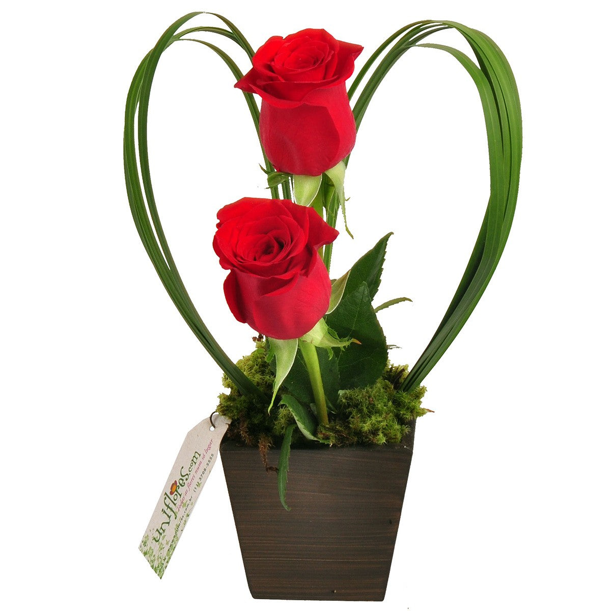 Encanto de Rosas Vermelhas