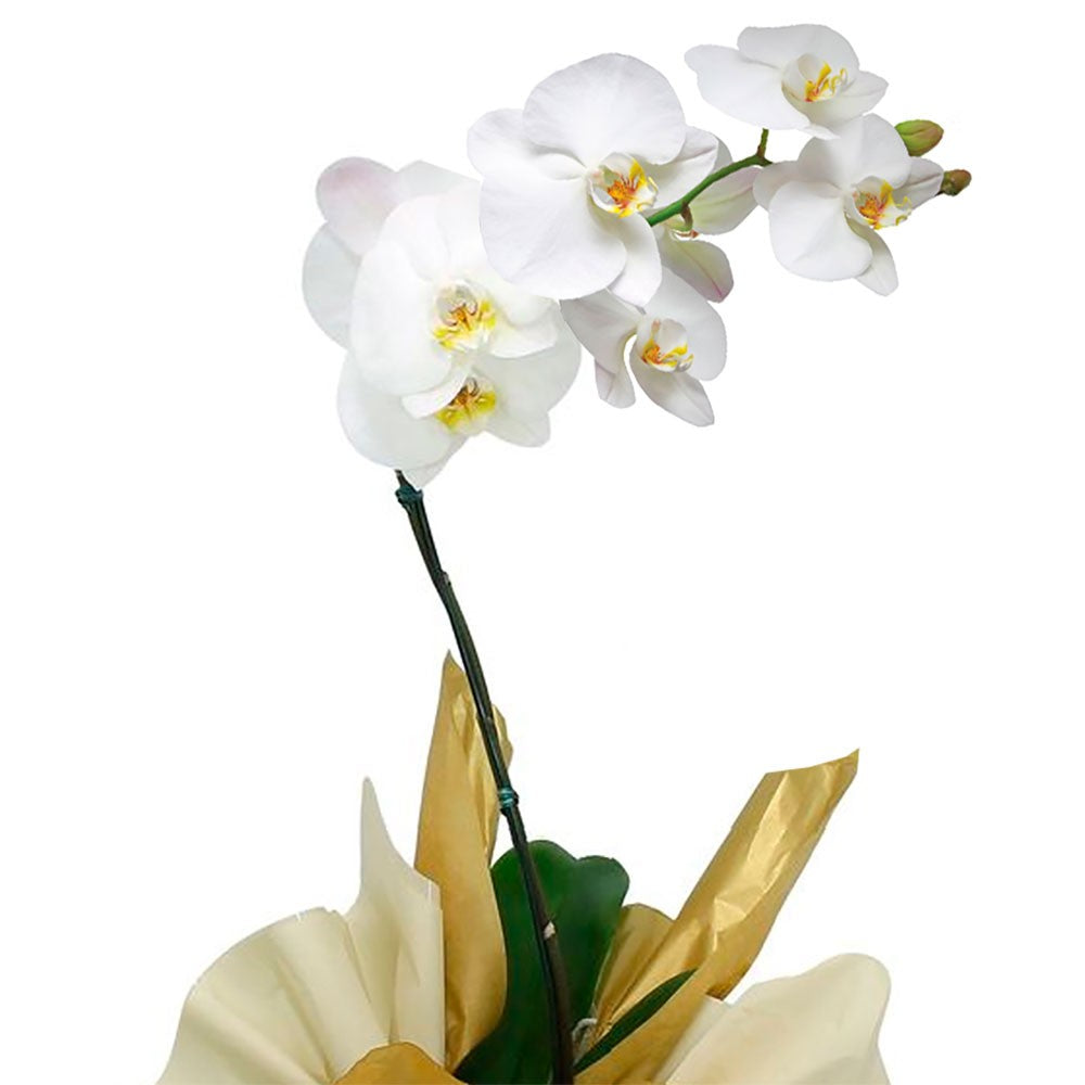 Orquídea Phalaenopsis com Flores Brancas