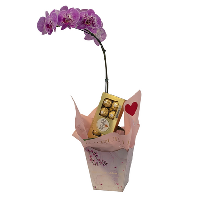 Orquídea Celebração com Bombons