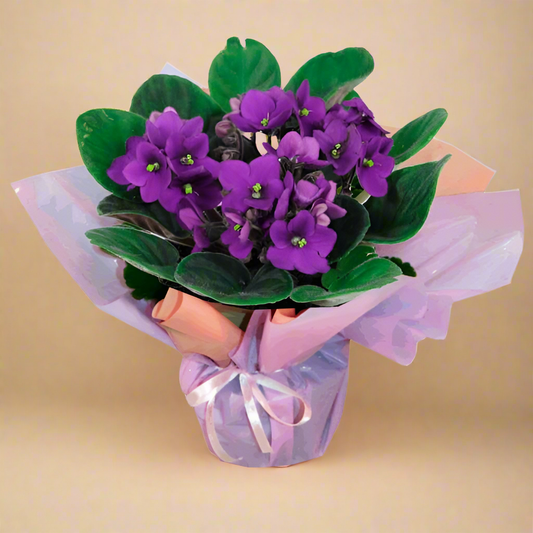 vase of violets