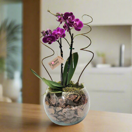 Orquídea Delicada Lilás em Aquário Decorativo