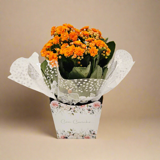 Vaso de Flor da Gortuna (Kalanchuê) Pote 11