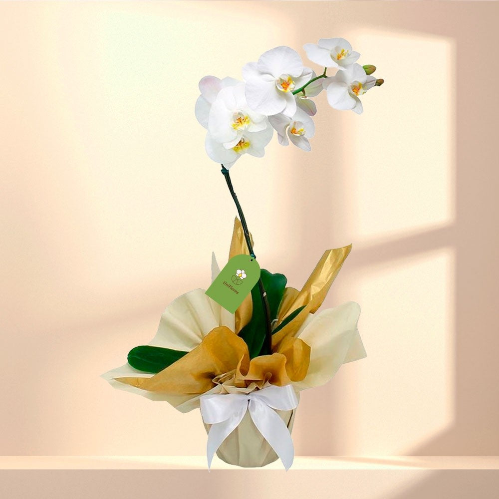 Orquídea Phalaenopsis com Flores Brancas