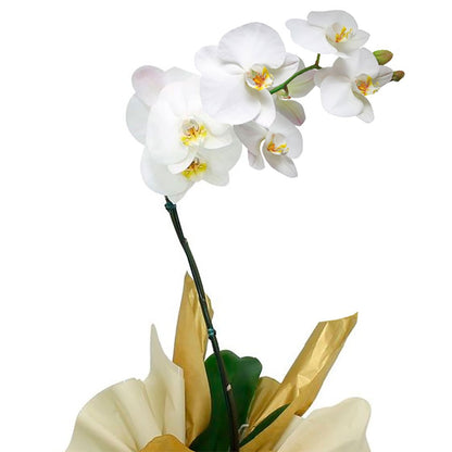 Orquídea Phalaenopsis com Flores Brancas